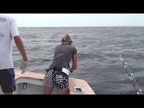 Hog Wild Offshore Fishing for White Marlin, Blue Marlin, Tuna and more